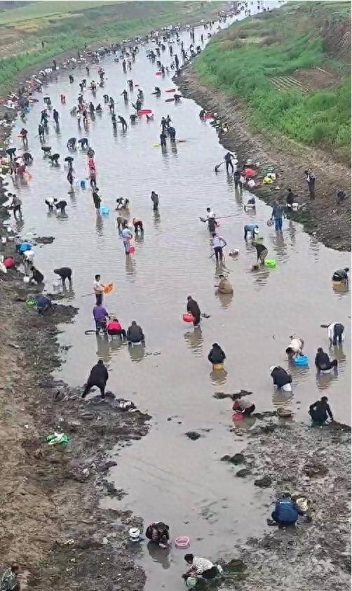 怎么开皇冠信用网_河南浚县一处河道内众人捞金？当地辟谣：捞的是花甲怎么开皇冠信用网，已劝离捕捞客