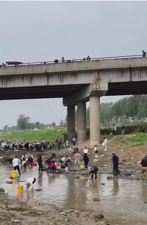 怎么开皇冠信用网_河南浚县一处河道内众人捞金？当地辟谣：捞的是花甲怎么开皇冠信用网，已劝离捕捞客