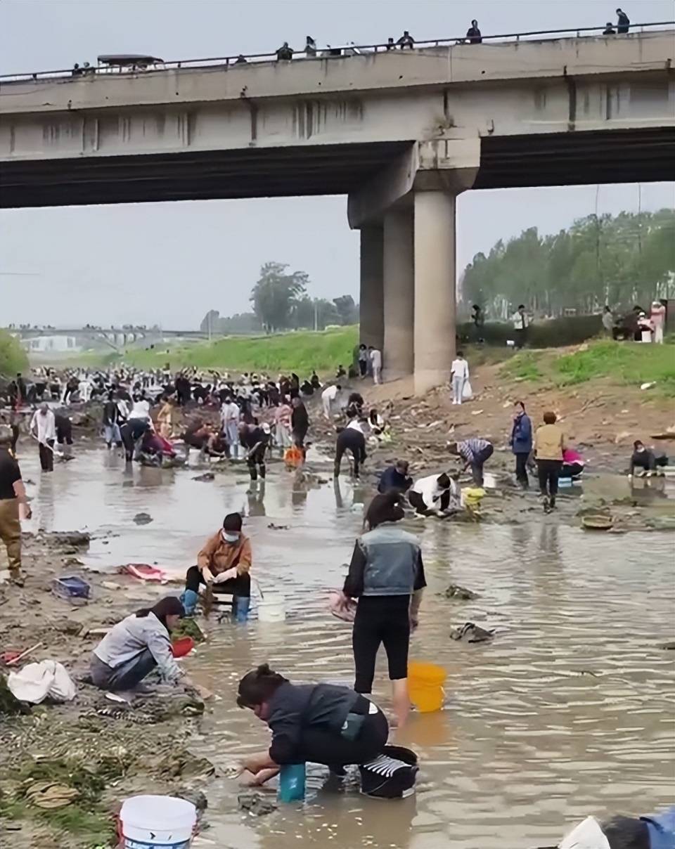 怎么开皇冠信用网_河南浚县一处河道内众人捞金？当地辟谣：捞的是花甲怎么开皇冠信用网，已劝离捕捞客