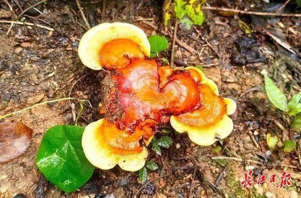 皇冠信用网平台出租_湖北武汉周边山地长出大量灵芝皇冠信用网平台出租，官方提醒请勿随意入口