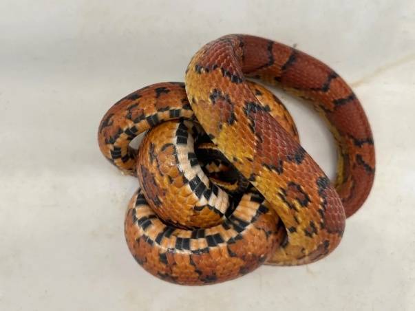 皇冠信用網口出租_蛇：是谁给我穿上了丝袜皇冠信用網口出租？皇岗海关在婴儿车靠背后方查获用丝袜包裹的活体蛇1条