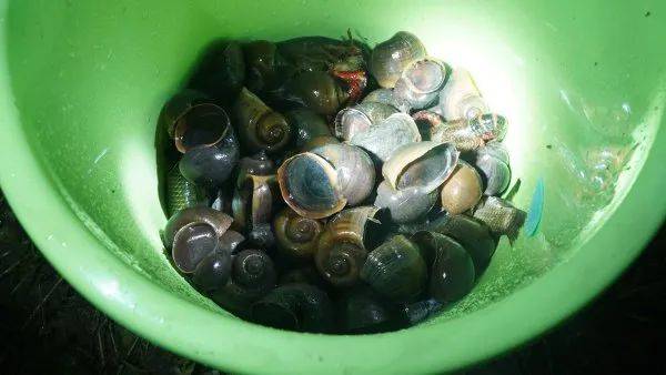 皇冠信用网代理注册_别吃皇冠信用网代理注册，寄生虫多达上千条！武汉公园连夜清出130多斤