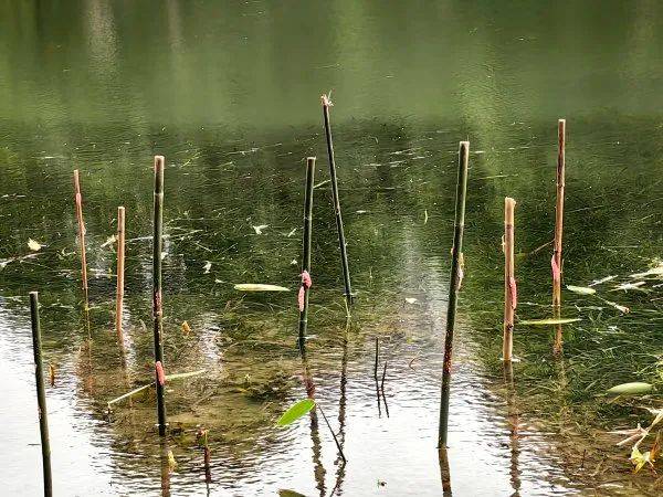 皇冠信用网代理注册_别吃皇冠信用网代理注册，寄生虫多达上千条！武汉公园连夜清出130多斤