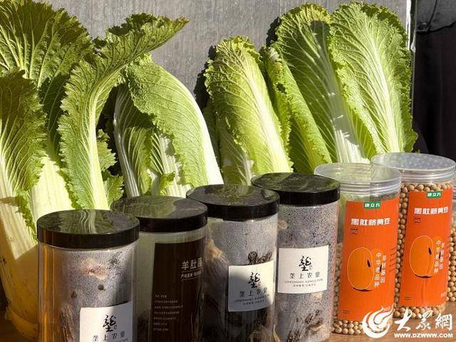 皇冠信用平台出租_山东青岛：全国首批“板蓝根白菜”喜获丰收皇冠信用平台出租，正式上市！首批10万棵已被上海采购商“包圆”